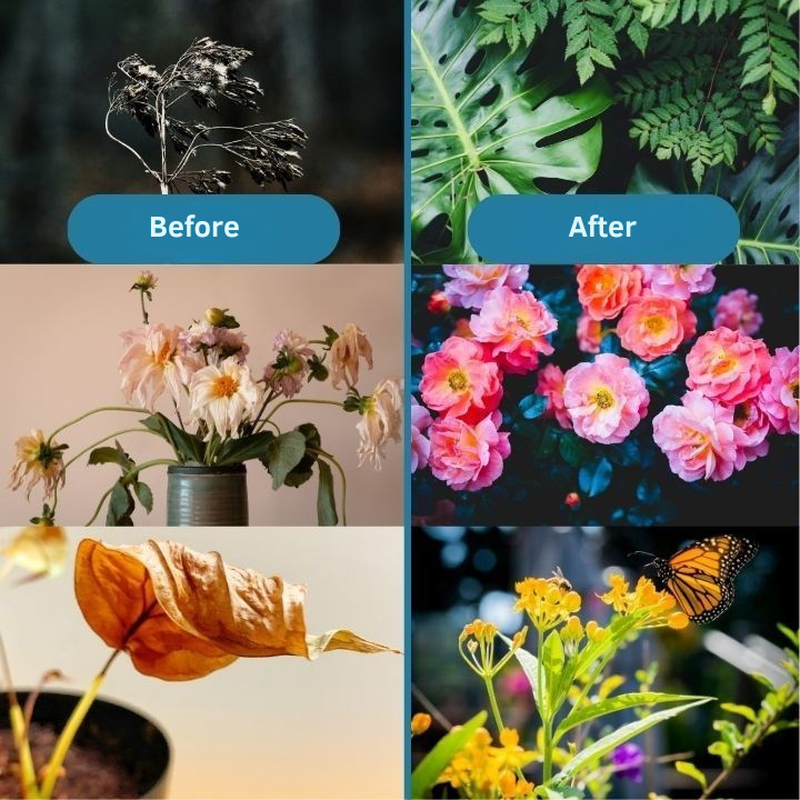 Concime concentrato per ridare vita alle tue piante in modo naturale 